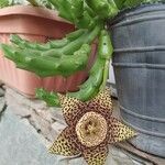 Orbea variegata Flower