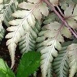 Athyrium niponicum Folla