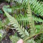 Polystichum aculeatum Egyéb