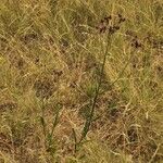 Verbena incompta Celota