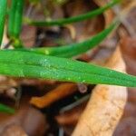 Stellaria holostea Leaf