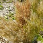 Andropogon bicornis Fruit