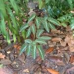 Begonia angularis Folha