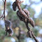 Pinus banksiana Fruto