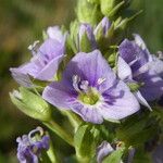 Veronica anagallis-aquatica Flower