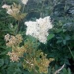 Filipendula ulmariaKukka