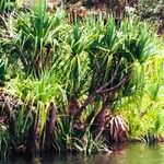 Pandanus livingstonianus Alkat (teljes növény)