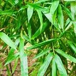 Phyllostachys edulis Folha