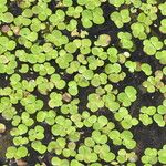 Spirodela polyrhiza Folha