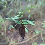 Aspilia mossambicensis 葉