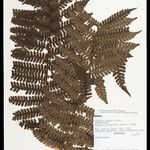 Cyathea cyatheoides Folla