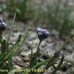 Arabis caerulea Bloem