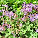 Geranium renardii Habit