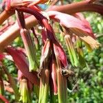 Beschorneria yuccoides Flor