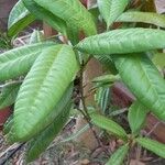 Pimenta dioica Leaf