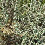 Seriphium plumosum Плод