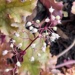 Heuchera micrantha फूल