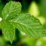 Rubus scaber Leaf