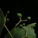 Cornus macrophylla Habitus