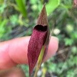 Serapias strictiflora Flower