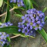 Gentiana cruciata ശീലം