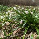 Leucojum vernum ശീലം