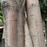 Ficus religiosa Bark