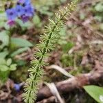 Equisetum pratense برگ