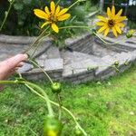 Helianthus silphioides Іншае