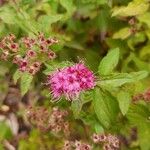 Spiraea japonicaফুল