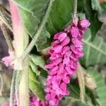 Persicaria orientalis Annet