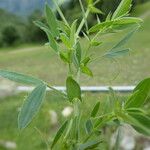 Lathyrus pratensis Leaf