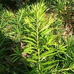 Podocarpus macrophyllus ᱥᱟᱠᱟᱢ