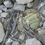 Echinocactus horizonthalonius Leaf