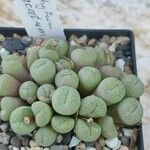 Conophytum truncatum Blatt