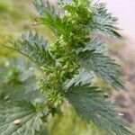 Urtica urens Foglia