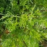 Artemisia abrotanum Hoja