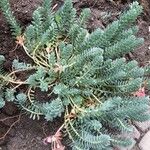 Euphorbia myrsinites 葉