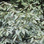 Quercus lamellosa Leaf