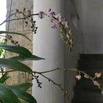 Aerides lawrenceae Floare