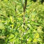 Artemisia vulgarisLeaf