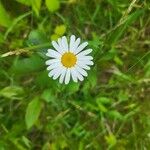 Leucanthemum ircutianum Квітка