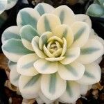 Aeonium castello-paivae Blad