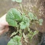 Geum macrophyllum Folio