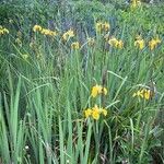 Iris pseudacorus عادت داشتن