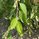 Salix auritaLeaf