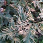 Urtica cannabina List
