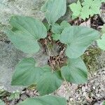 Dioscorea villosa Habit