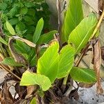 Canna glauca Blad