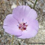 Calochortus palmeri Flor